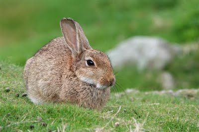 IMG_6535 elements (Small)