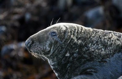 IMG_6718 elements (Small)